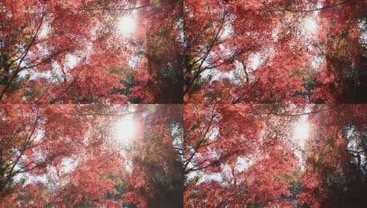 阳光穿透树叶 秋天唯美红叶红枫光影高清在线视频素材下载