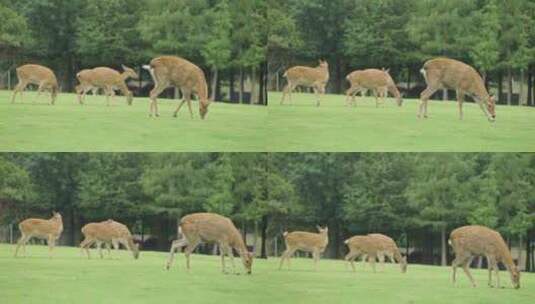 鹿群在草地上悠闲吃草高清在线视频素材下载