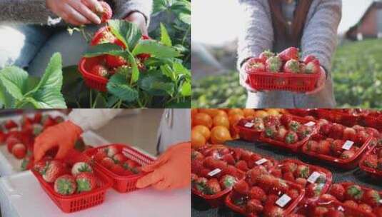 【4K合集】草莓采摘  大棚草莓草莓销售高清在线视频素材下载