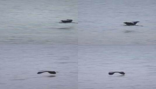 一只苍鹭在水面飞翔高清在线视频素材下载