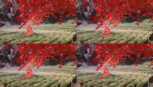 红枫红叶唯美秋景高清在线视频素材下载