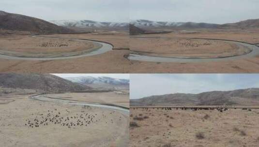 西藏雪景牦牛高原航拍 4K高清在线视频素材下载