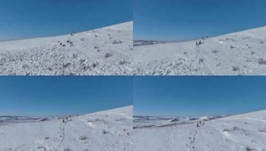 雪原山坡奔跑的狍子高清在线视频素材下载