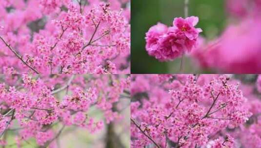 粉色樱花素材唯美浪漫樱花高清在线视频素材下载