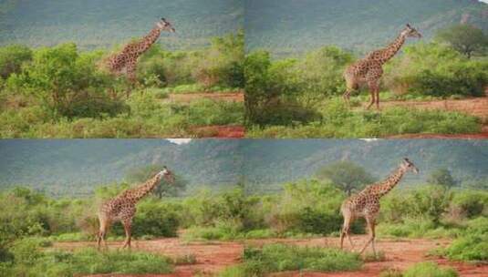 一只长颈鹿沉浸在大自然的非洲大草原上行走高清在线视频素材下载