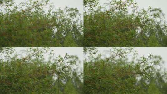 雨中竹林实拍高清在线视频素材下载