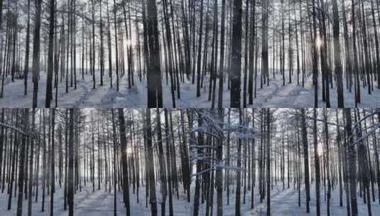 阳光光影雪原松林高清在线视频素材下载