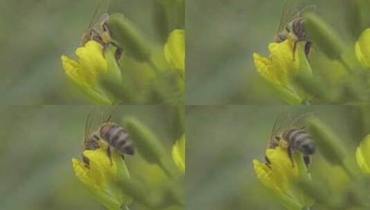 春天蜜蜂在油菜花上采蜜微距镜头高清在线视频素材下载