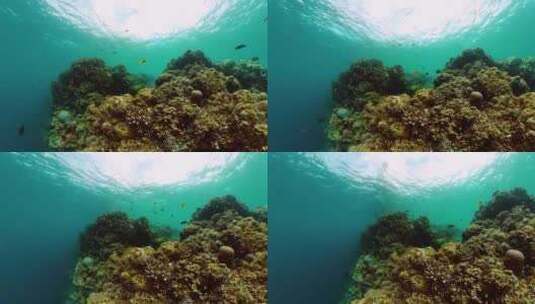热带鱼和珊瑚礁的水下场景高清在线视频素材下载