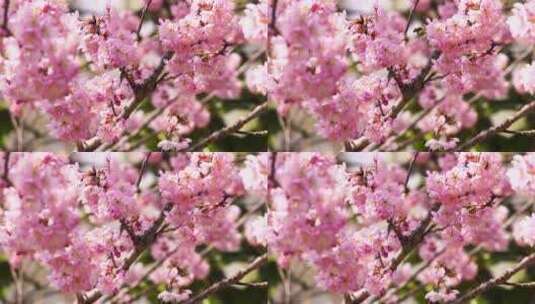 春天盛开的粉色樱花和飞舞的蜜蜂高清在线视频素材下载