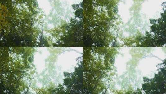 对着天空的绿树树冠的底视图。夹子。密集的高清在线视频素材下载
