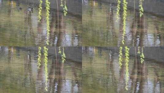 春天河流水面流动倒影反射高清在线视频素材下载