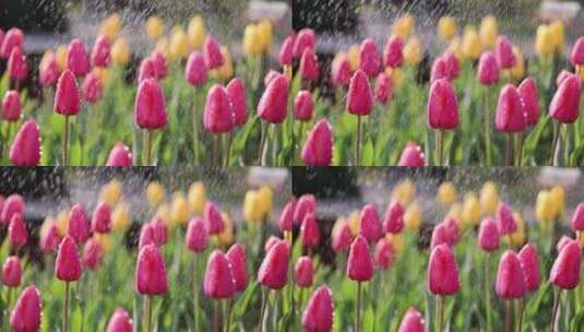 春天郁金香盛开美丽的风景高清在线视频素材下载
