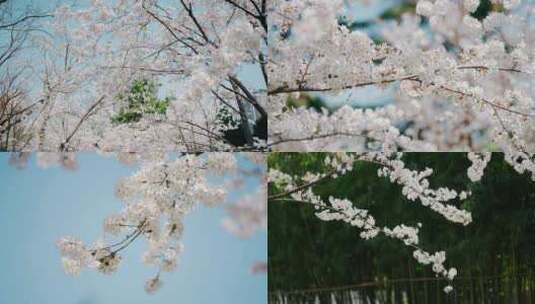春天白色樱花花朵高清在线视频素材下载