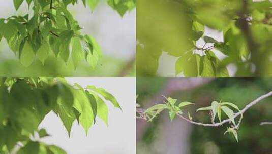 清新阳光树叶绿叶高清在线视频素材下载