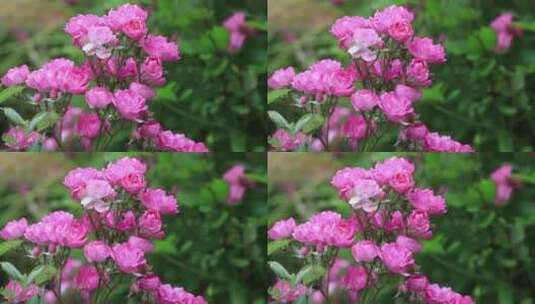 春天蔷薇盛开高清在线视频素材下载