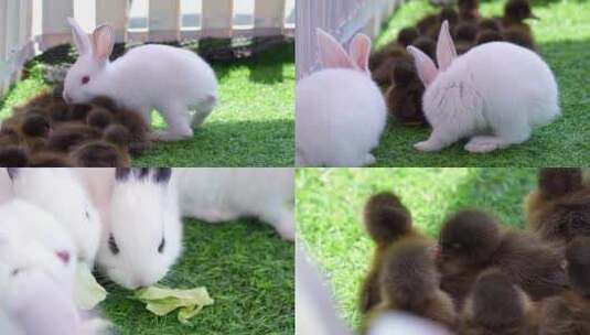 兔子和宠物高清在线视频素材下载