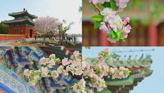 春天中式古建筑前盛开的海棠花樱花高清在线视频素材下载