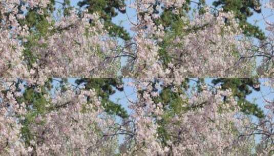 春天阳光下美丽的垂枝樱高清在线视频素材下载