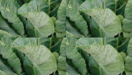 花园中卷心菜叶上的粉虱选择焦点高清在线视频素材下载