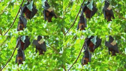 果蝠蝙蝠倒挂在树枝上高清在线视频素材下载