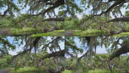 热带雨林生态系统佛罗里达丛林，活橡树覆盖高清在线视频素材下载