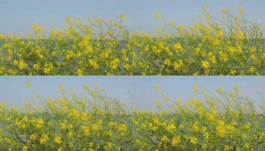 湖边的油菜花随风摇曳4k空境素材高清在线视频素材下载