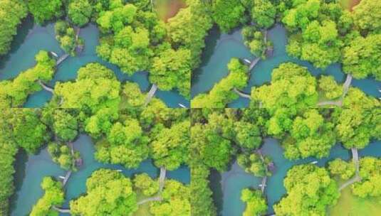杭州西湖春天湿地江南手划船自然风景航拍高清在线视频素材下载