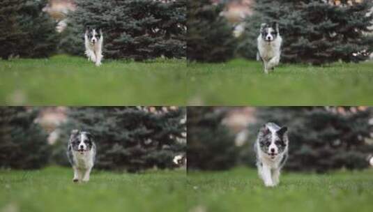 可爱的边境牧羊犬在美丽的公园草地上奔跑高清在线视频素材下载