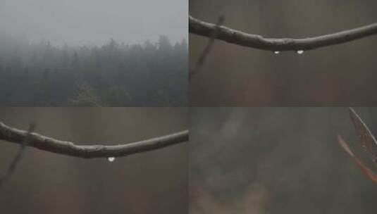 下雨天森林、植物特写高清在线视频素材下载