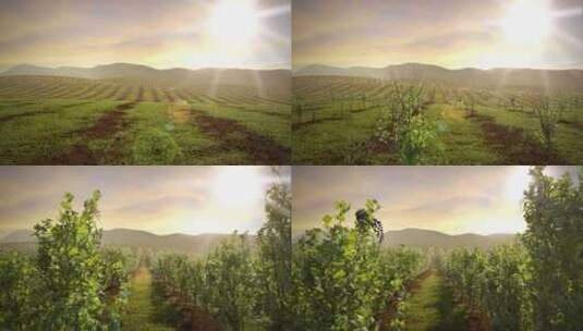 葡萄园中生长的葡萄藤延时CGI高清在线视频素材下载