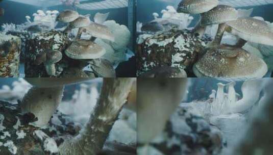 蘑菇，实验室，真菌学，实验室高清在线视频素材下载