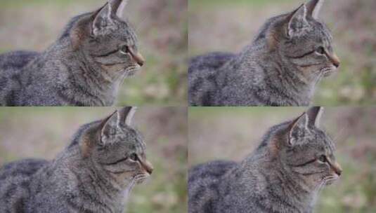 猫，毛茸茸的，灰色的，看起来高清在线视频素材下载