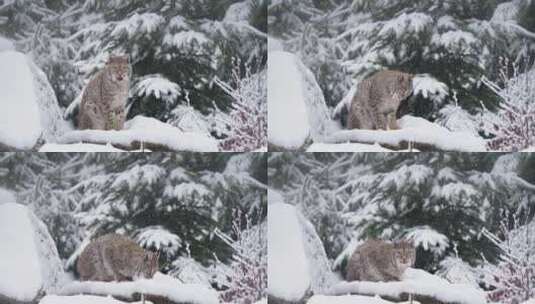 山猫，野猫，雪，物种高清在线视频素材下载