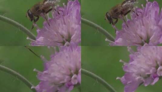 悬停苍蝇，花苍蝇，Syrphid苍蝇，昆高清在线视频素材下载