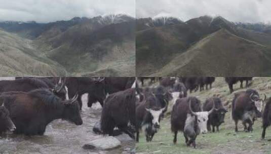 高原上迁徙的牦牛高清在线视频素材下载