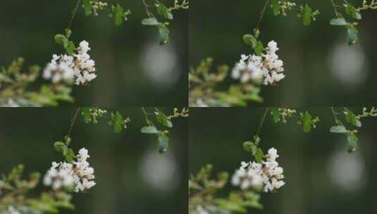 秋天雨后的紫薇花高清在线视频素材下载