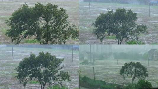 台风暴雨中的田野树木高清在线视频素材下载