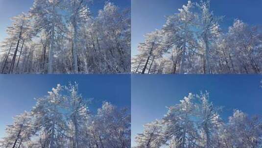 雪原松林雾凇风景高清在线视频素材下载