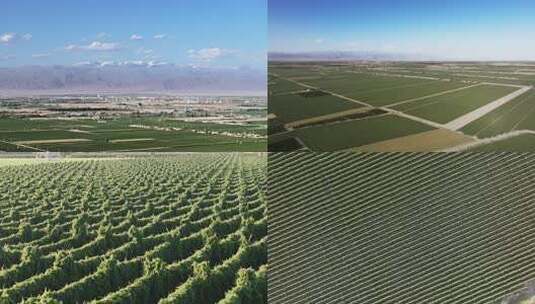 新疆山药种植山药地高清在线视频素材下载