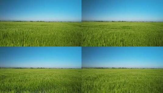 绿色的稻田高清在线视频素材下载