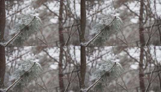 松树松针上的积雪和飞舞的雪花飘落高清在线视频素材下载