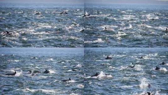 海豚在海洋里跳跃游泳高清在线视频素材下载