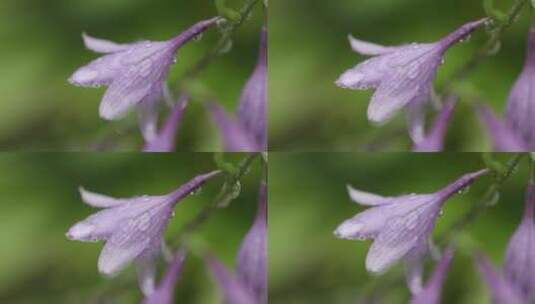 雨中花朵高清在线视频素材下载