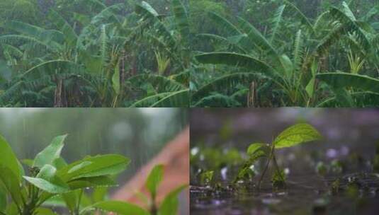 森林雨滴高清在线视频素材下载