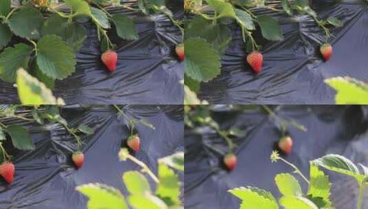 草莓大棚  草莓采摘园高清在线视频素材下载