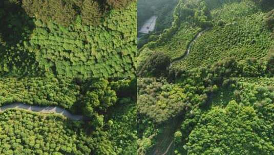 合集视频俯拍绿色植物森林4K高清在线视频素材下载
