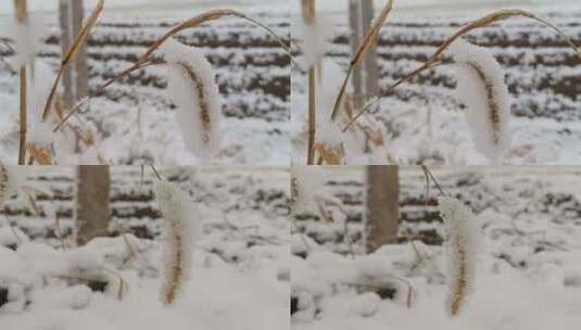 挂满雪的枝头高清在线视频素材下载