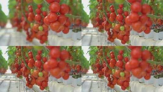 现代化设施大棚西红柿番茄高清在线视频素材下载