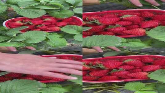 新鲜草莓高清在线视频素材下载